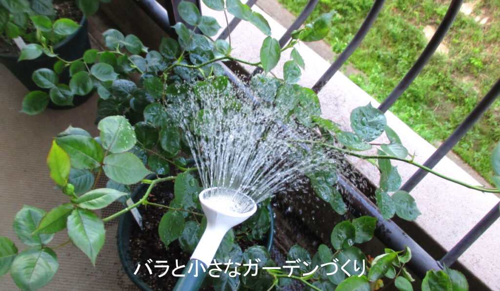 蓮口を上にするのはNG水やり