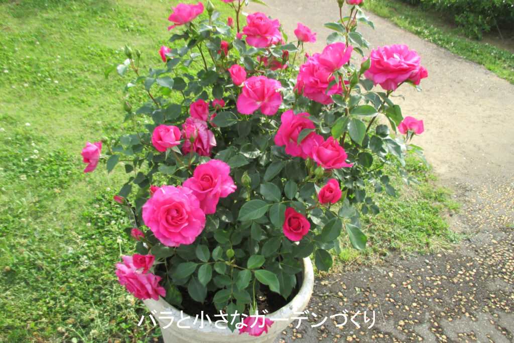 フロリバンダ系統のバラ「うらら」