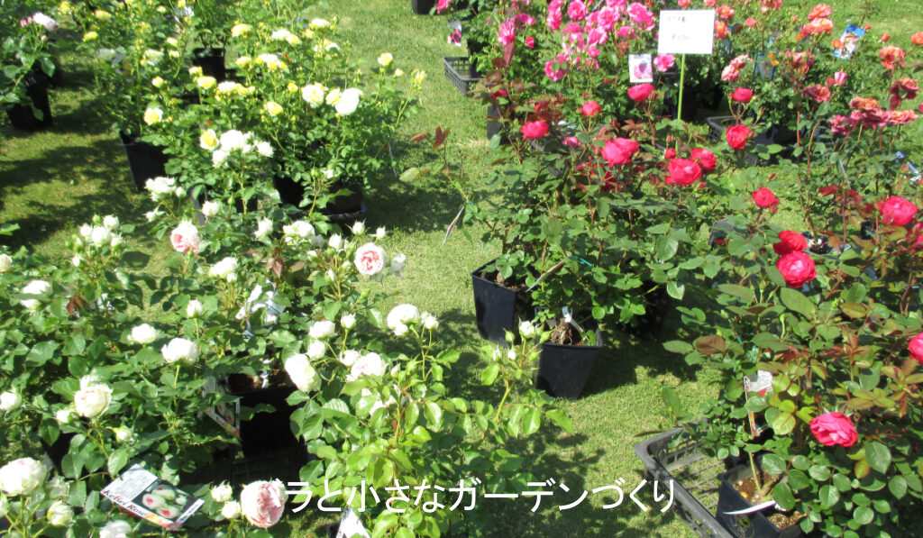 春バラ祭り苗の販売店