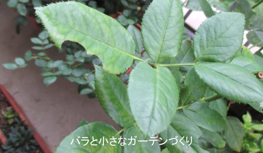 ハキリバチに丸く切られたバラの葉