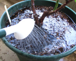 ジョウロの蓮口は下向きに水やり