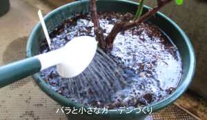 ジョウロの蓮口は下向きに水やり