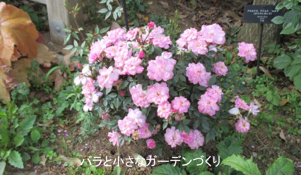 ミニチュア系統の親ロサキネンシスミニマ