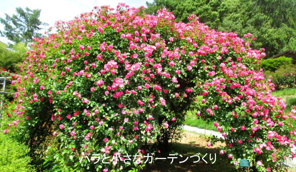 クライミング系統のバラ「アンジェラ」