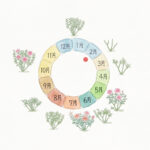 バラの２月のサイクル図