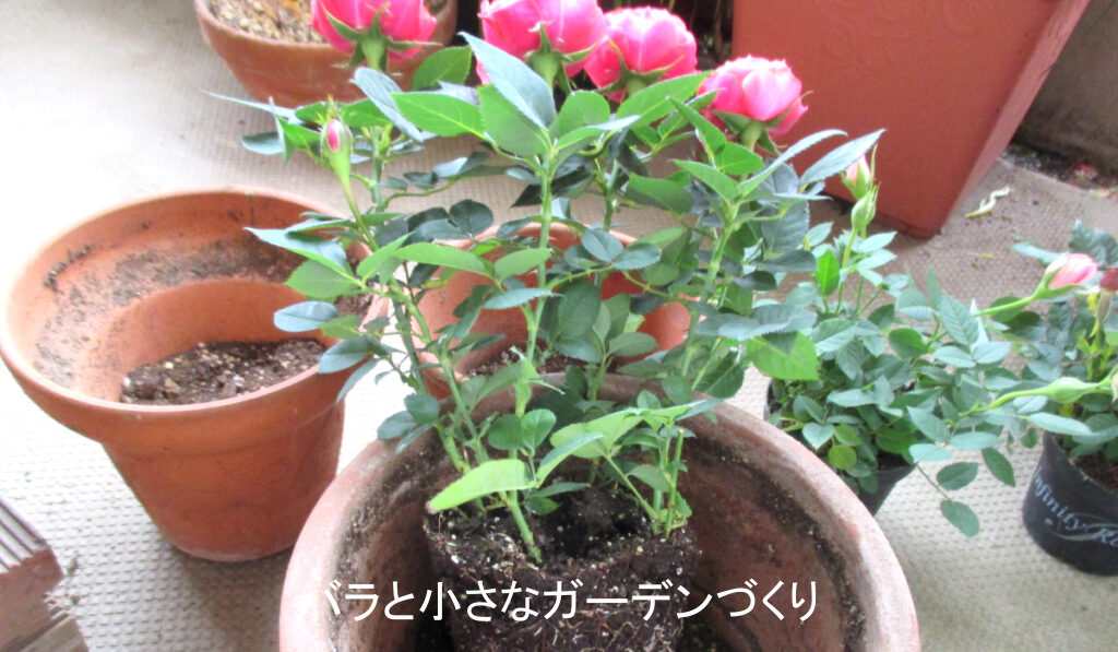 ミニバラは挿し木の寄せ植え商品