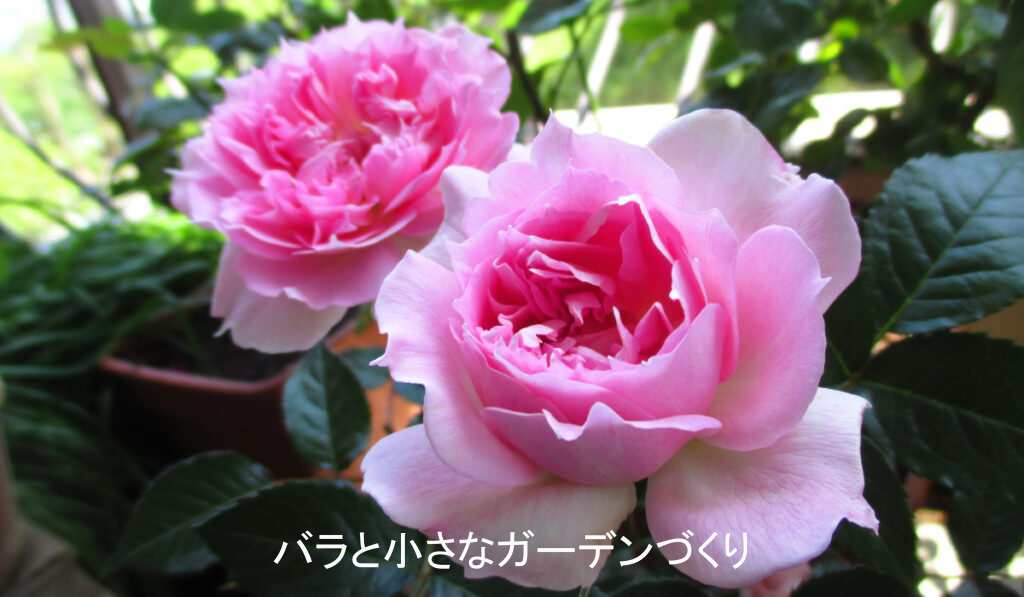 美しく咲くバラ「アジュール」2輪