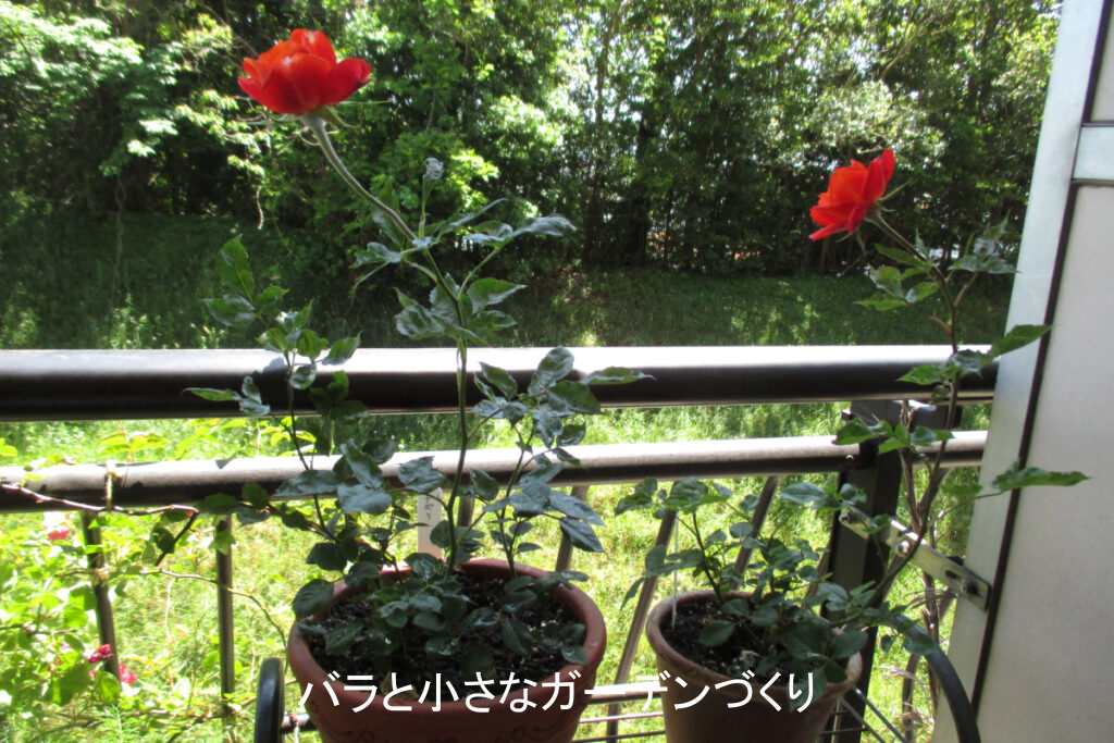 花屋のミニバラを1年間育てた鉢