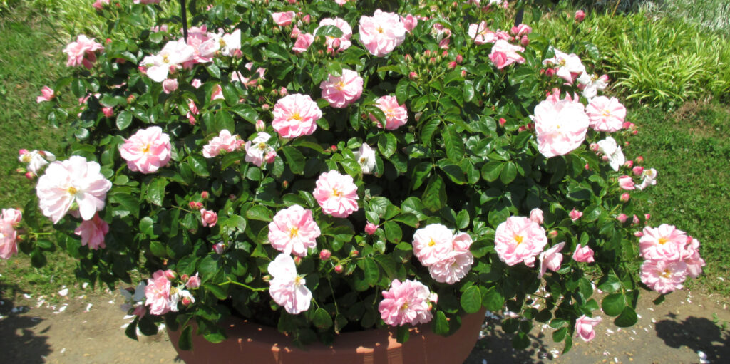 美しく咲くバラ（ロザリーラモリエール）