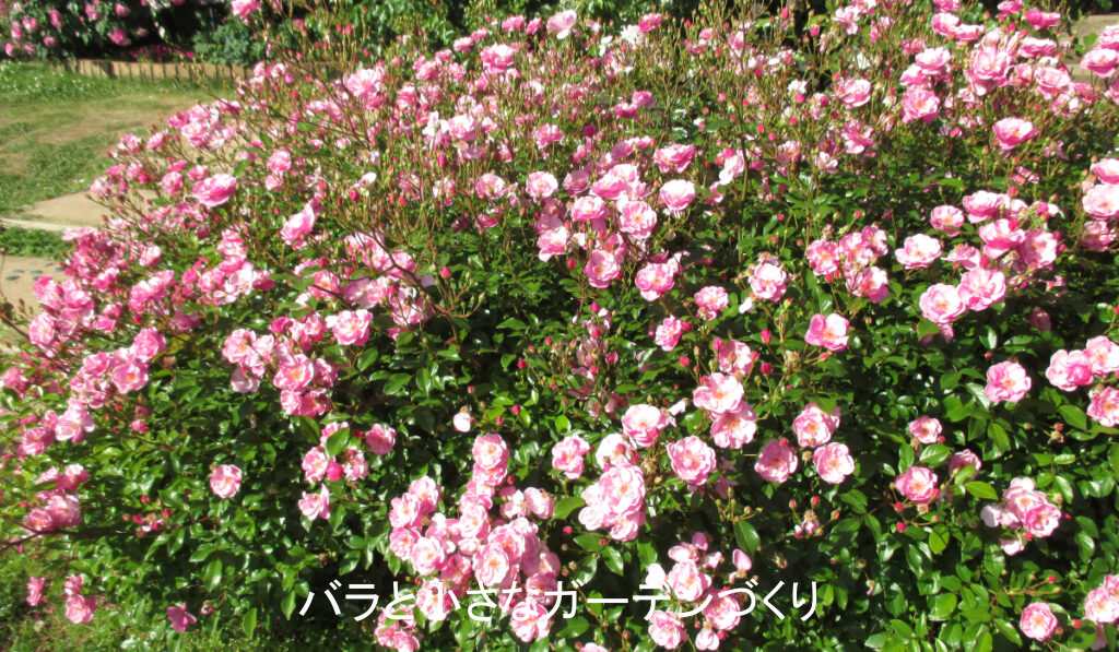 よく枝分かれしてたくさん咲くバラ「ラベンダーメイディランド」