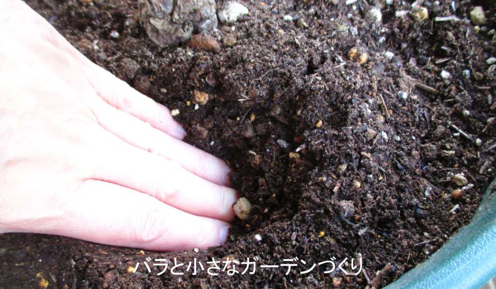 土を少し掘って湿り気を確認する