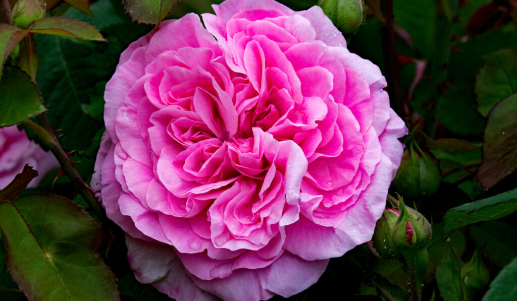 殿堂入りのバラ「ガートルードジェキル」