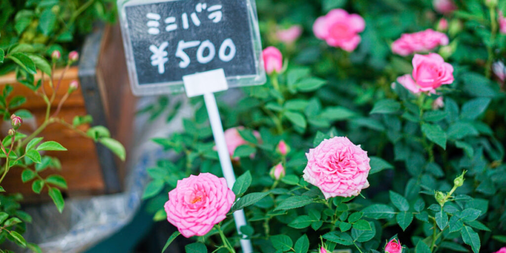 花屋の店頭に並ぶミニバラ