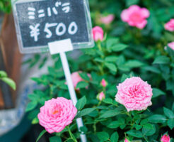 花屋のミニバラはなぜ難しい？初心者が失敗する理由と正しい選び方