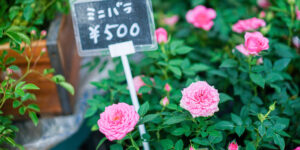 花屋の店頭に並ぶミニバラ
