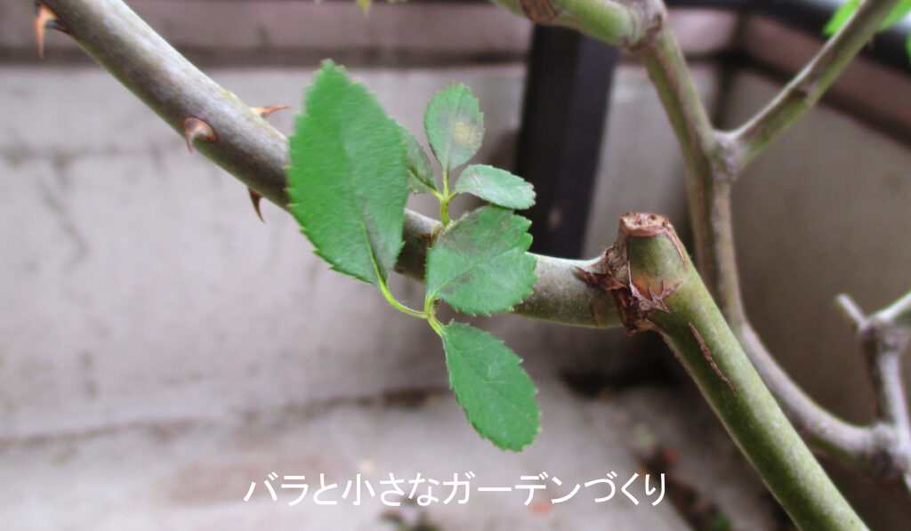 バラの出開きの葉