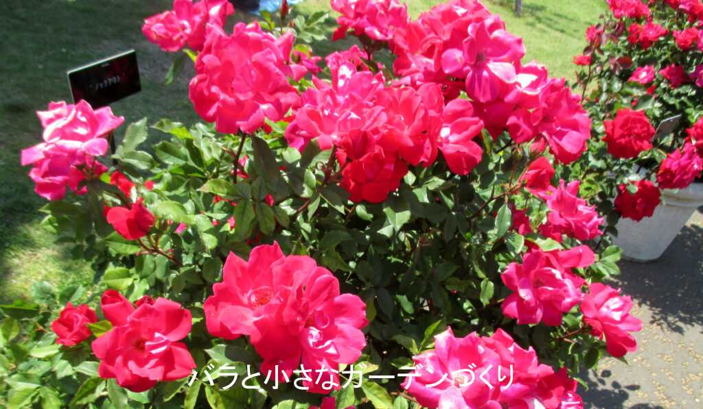 フロリバンダ系統のバラ「ノックアウト」