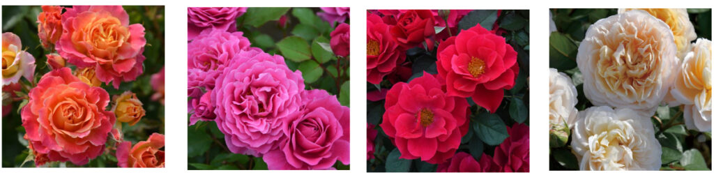 ロサ・オリエンティス、ファーストローズ向きの４品種