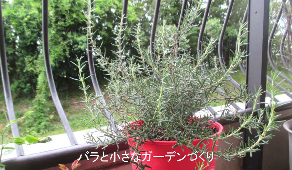 ローズマリーの鉢植え