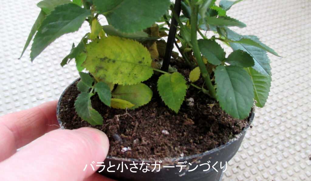 状態の悪い花屋のミニバラ