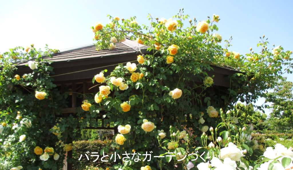 シュラブ系統のバラ「グラハムトーマス」