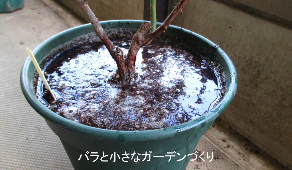 水やりのしかた１