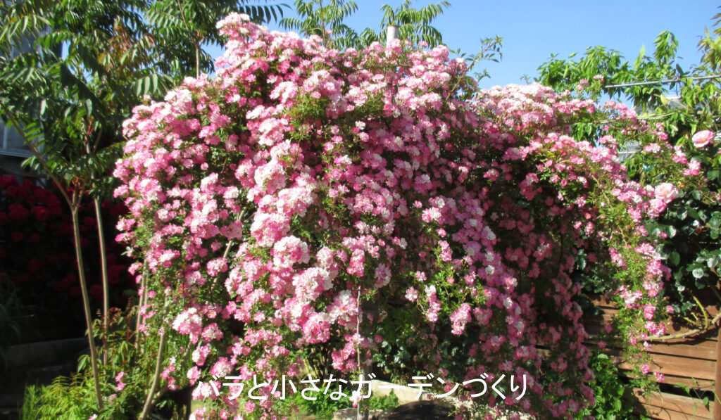 ミニバラ「つる八女津姫」のスタンダード仕立て