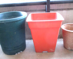 バラの鉢３種類