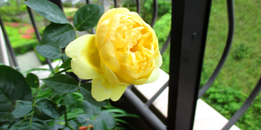 ベランダに咲くリュシオールの黄色いバラ