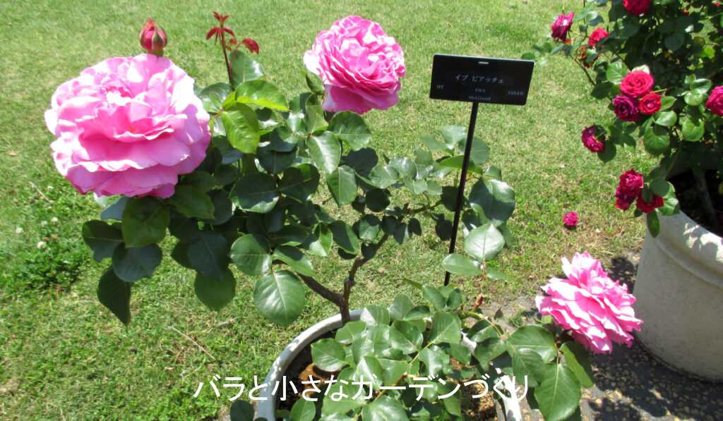 ハイブリッドティー系統のバラ「イブピアッチェ」