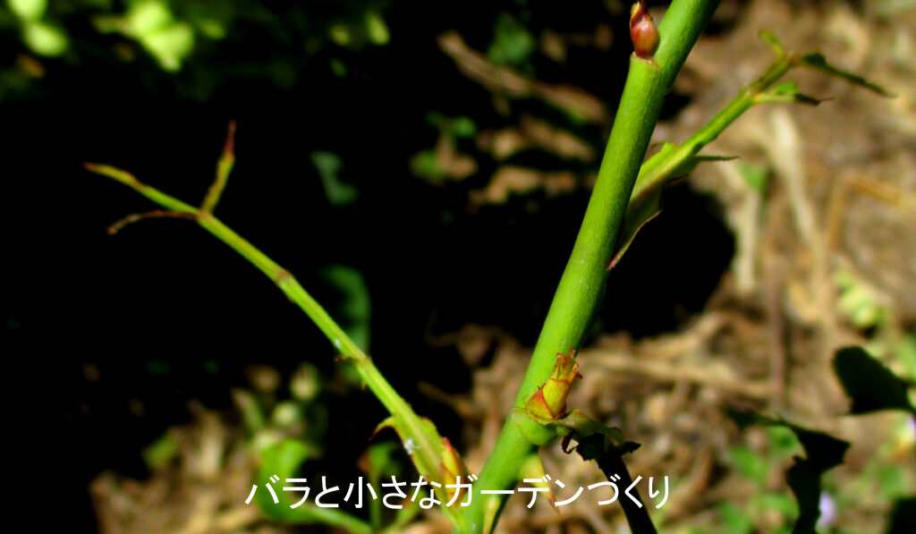 チュウレンジバチに食べられたバラの葉