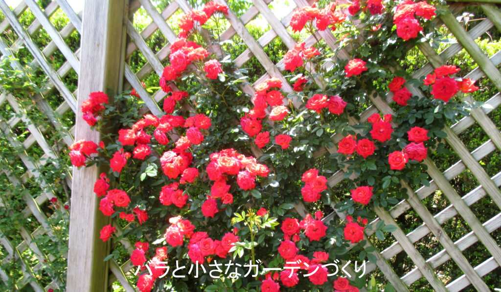 ミニチュア系統の「つるスタリナ」