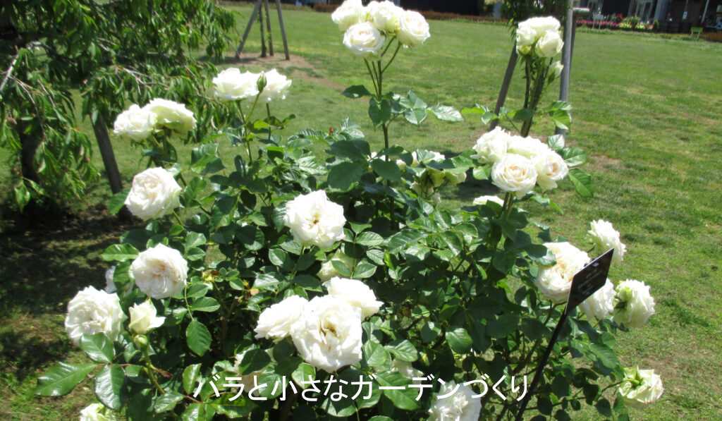 フロリバンダ系統のバラ「ブライダルファンタジー」