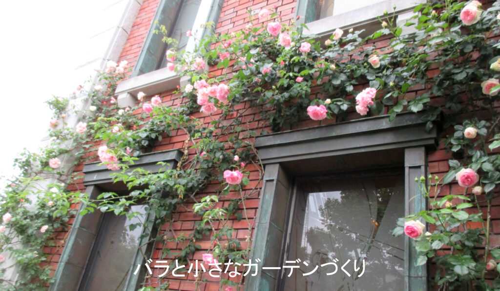 クライミング系統のバラ「ピエールドゥロンサール」