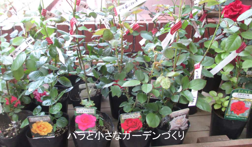 並ぶバラの新苗の鉢