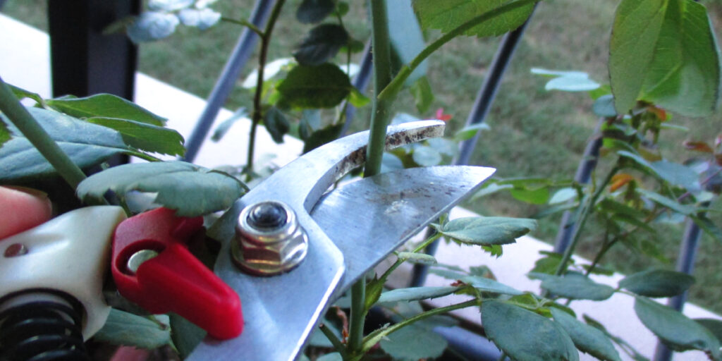 バラの枝を剪定する