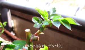 花芽ができる頃のバラの芽