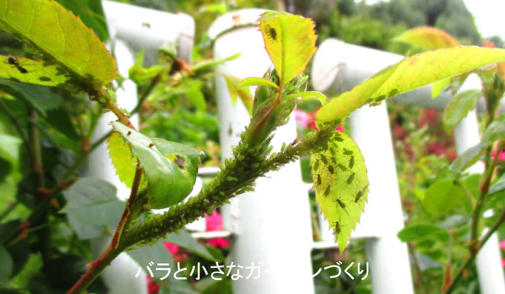アブラムシいっぱいのバラの枝