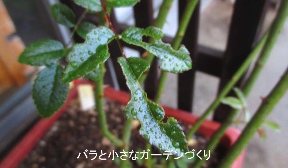 大きく食べられたバラの葉