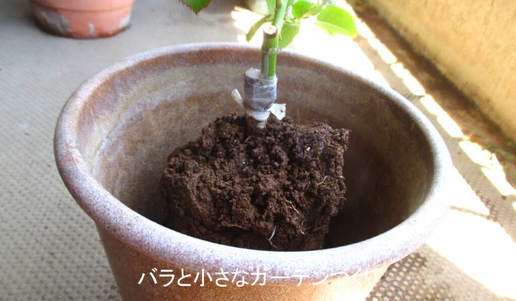 ６号鉢の中央に新苗を置く