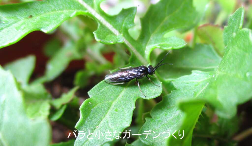 クシヒゲハバチのメス