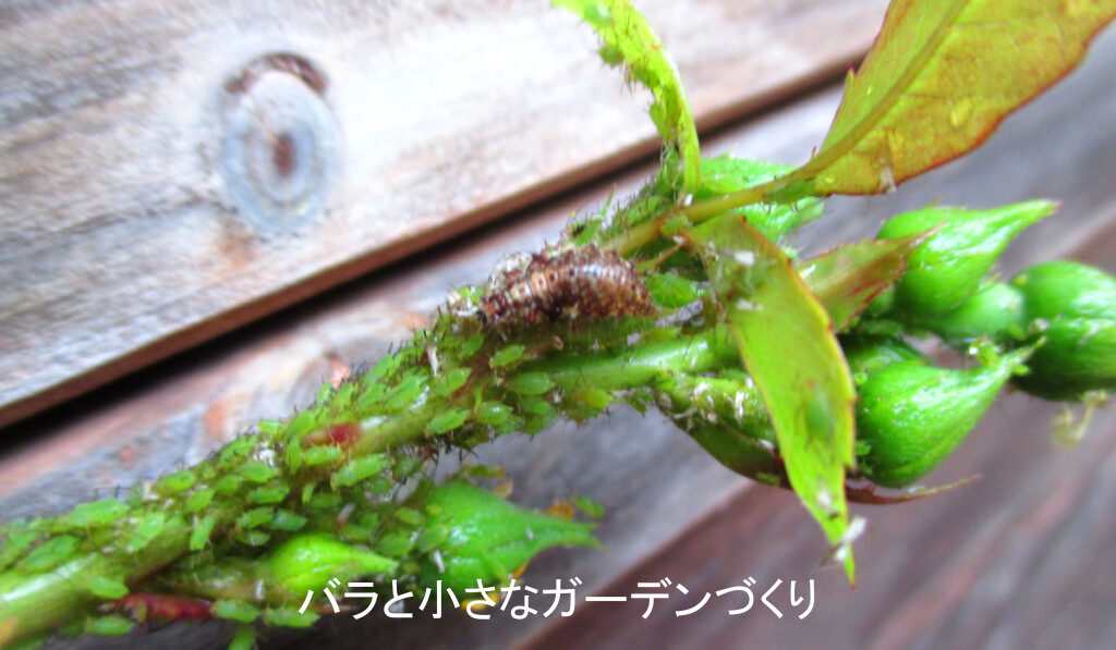 アブラムシとクサカゲロウ幼虫