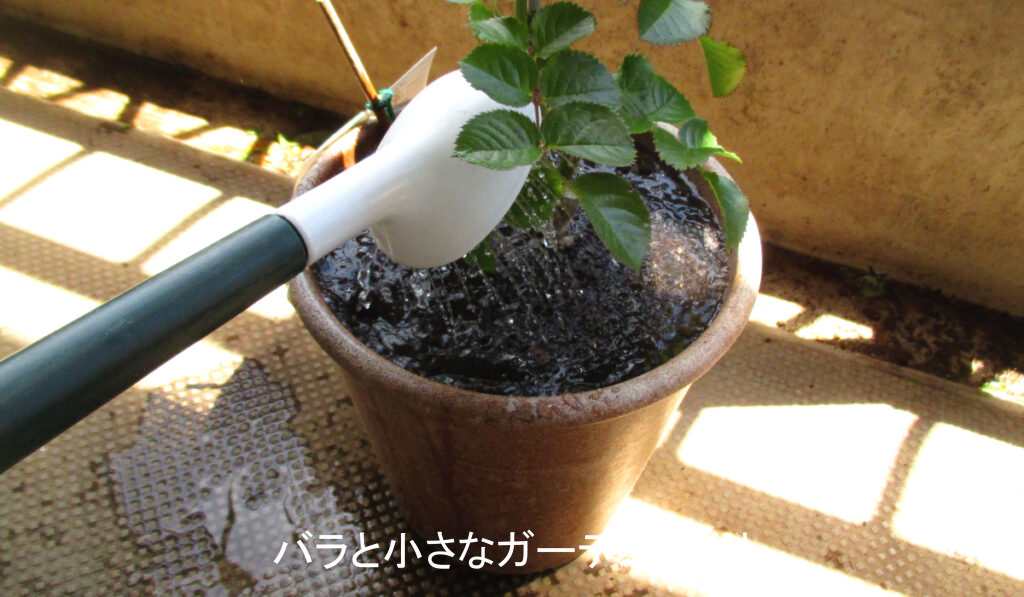 新苗の水やり