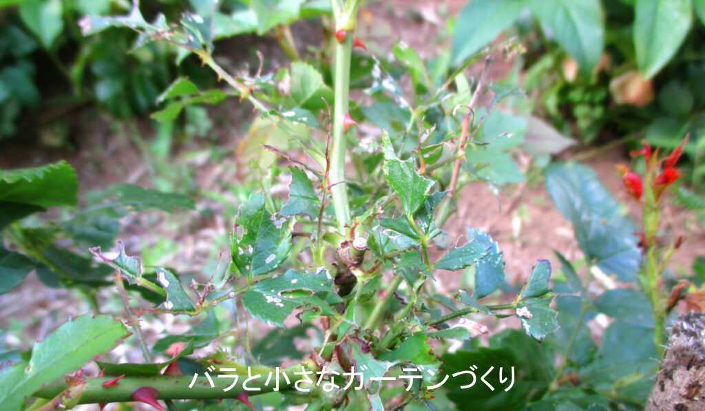 ボロボロになったバラの葉