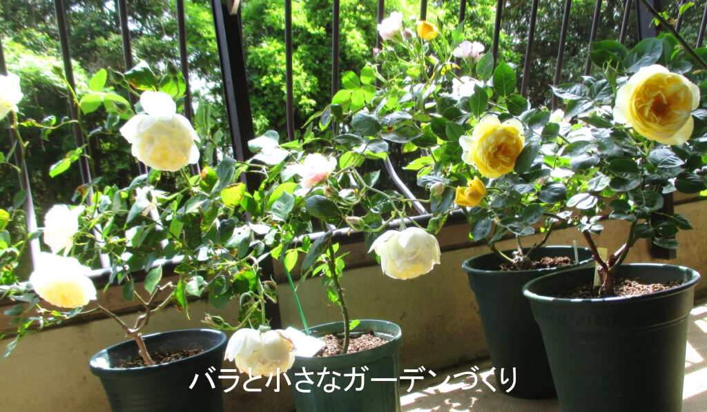 ５月のバラ春の一番花