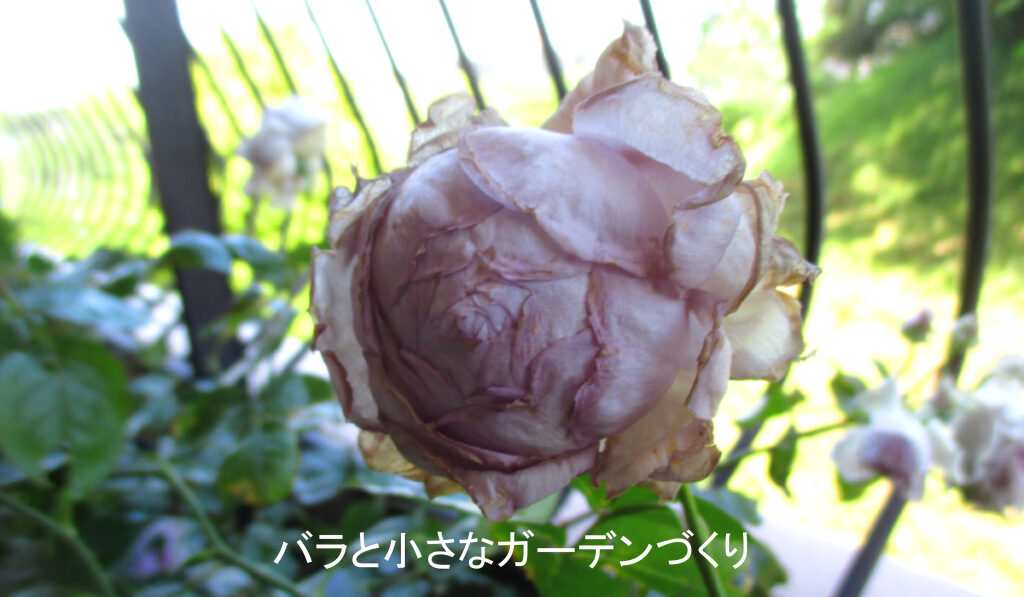 ボーリングしたリラ