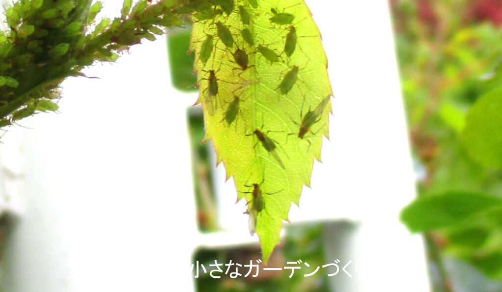 バラの葉につく翅のあるアブラムシ