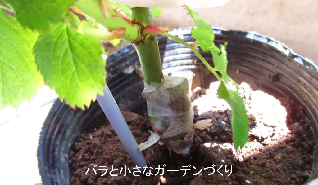 接ぎ口にテープを巻いた新苗