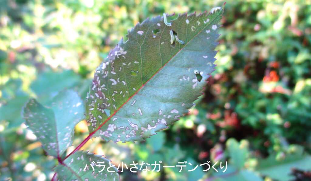 オオシロオビクロハバチ幼虫被害初期