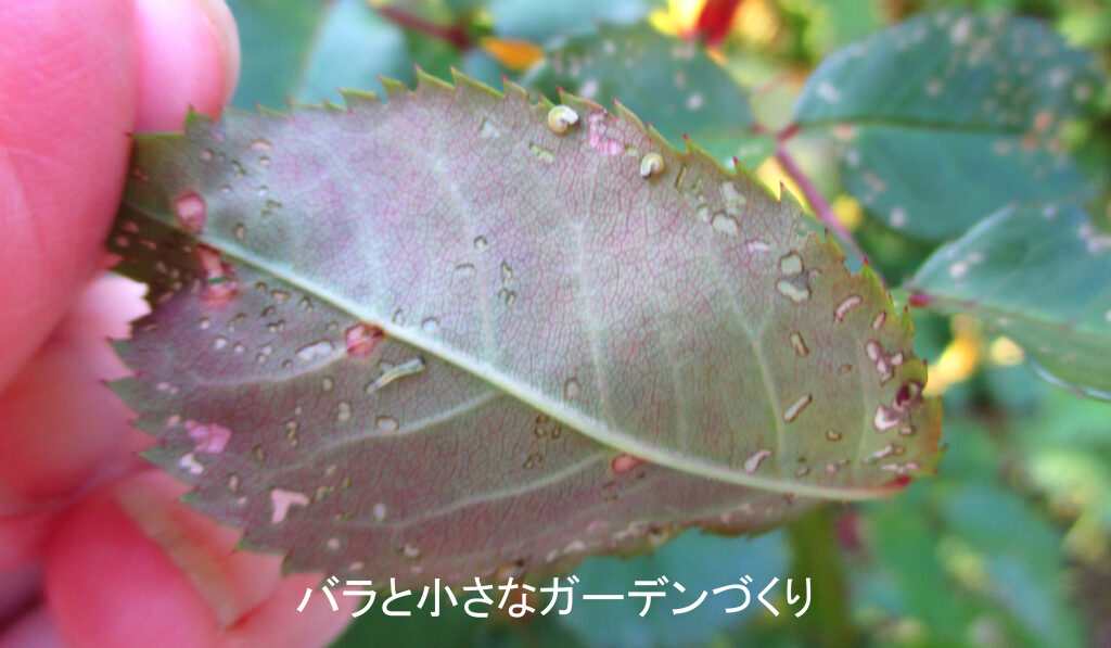 オオシロオビクロハバチ幼虫葉裏